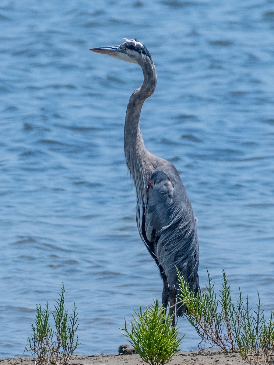 Garza Azulada - ML622077808