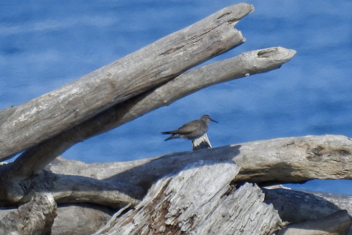 Wandering Tattler - ML622077840