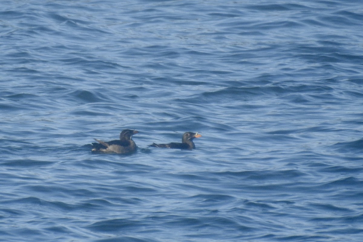 Rhinoceros Auklet - ML622077841