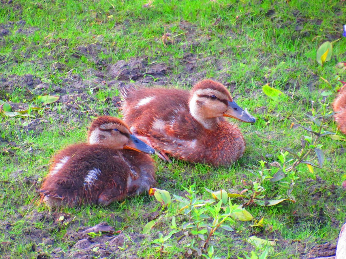 Mallard - ML622077874