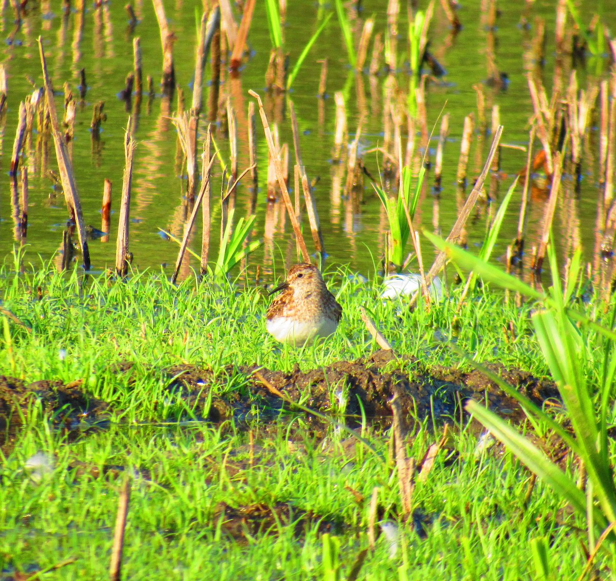 Least Sandpiper - ML622077883