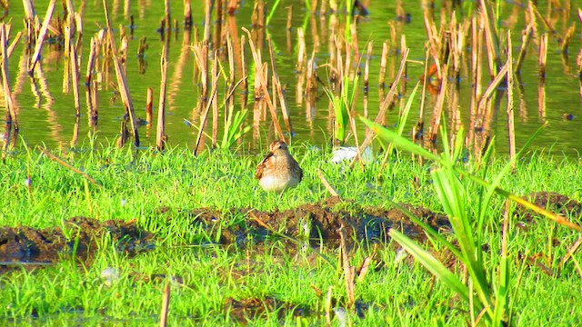 Least Sandpiper - ML622077887