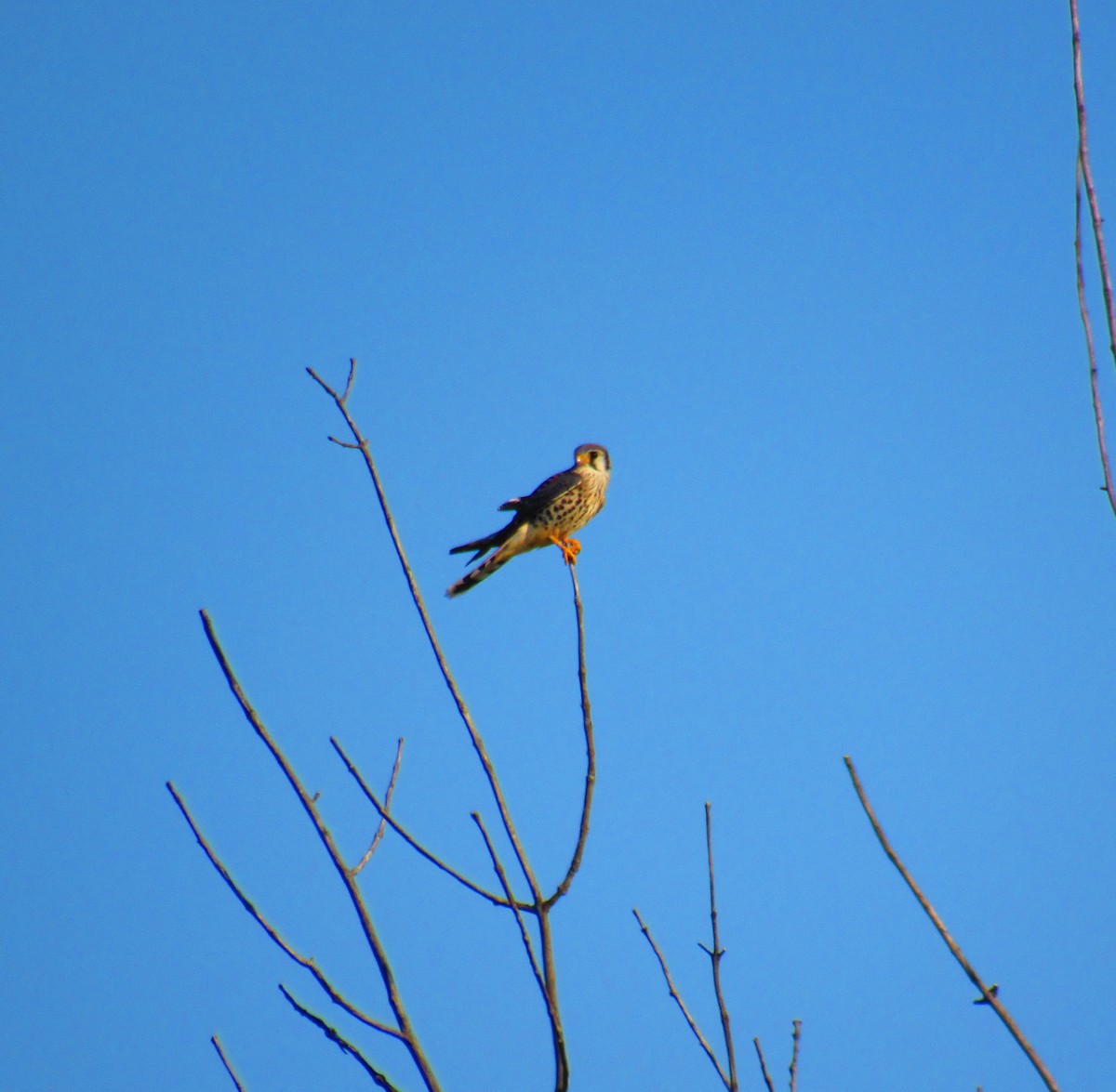 American Kestrel - ML622077891