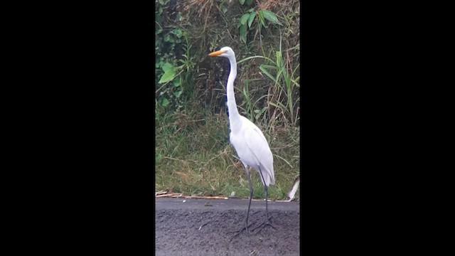 ダイサギ（egretta） - ML622077928