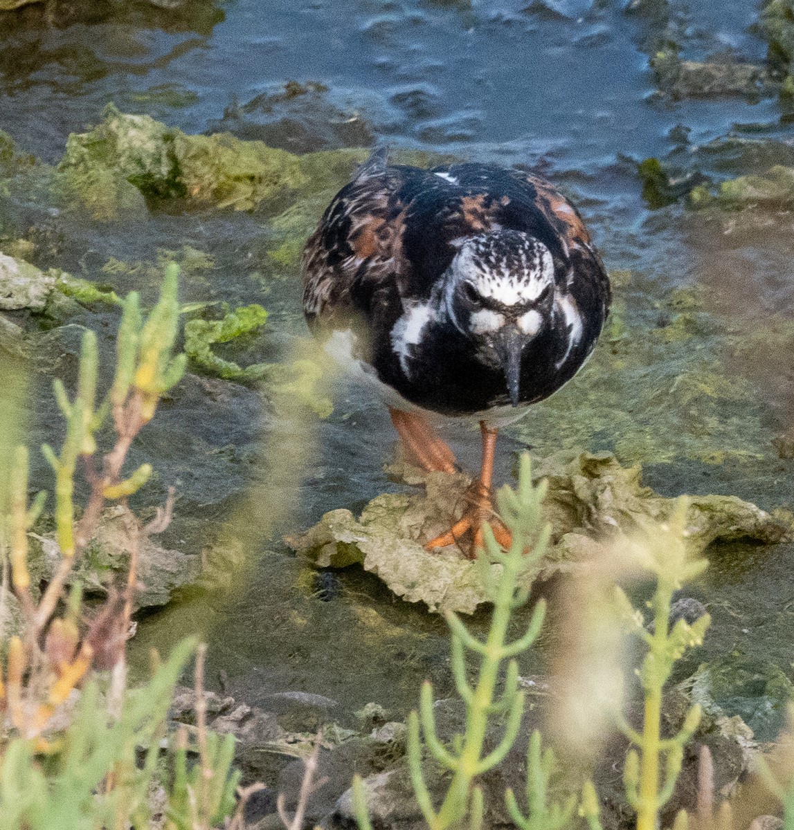 Ruddy Turnstone - ML622077929