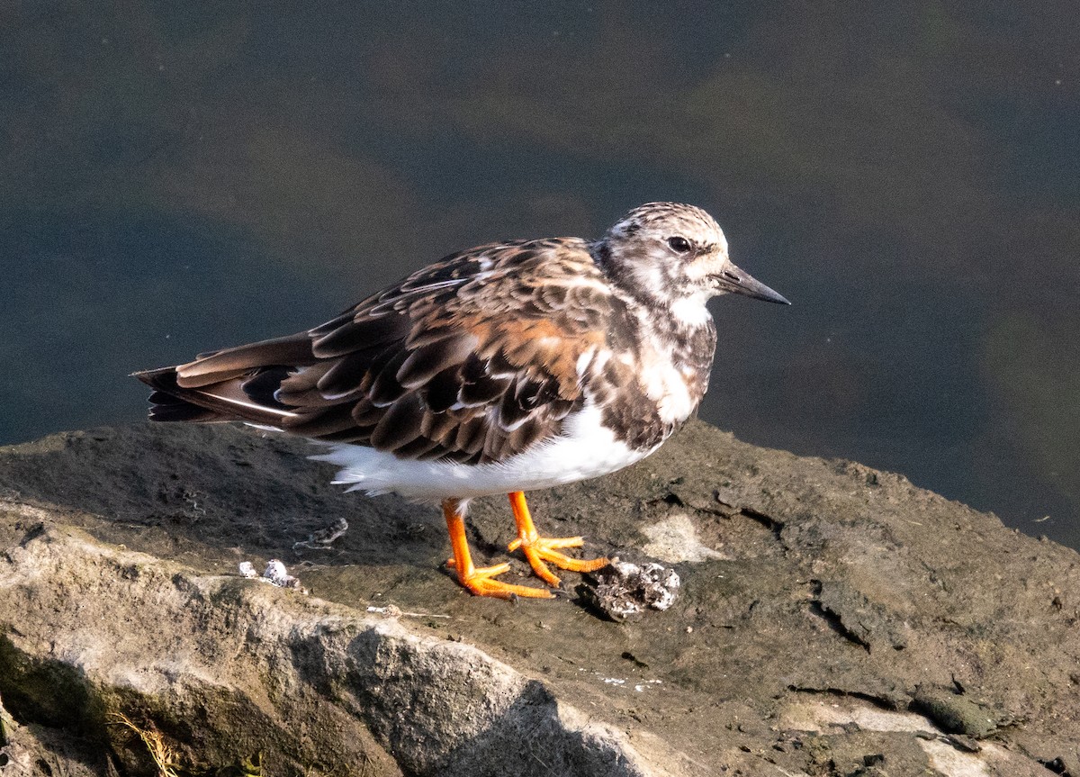 Ruddy Turnstone - ML622077930