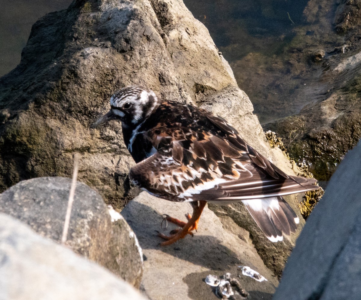 Ruddy Turnstone - Patty Drew