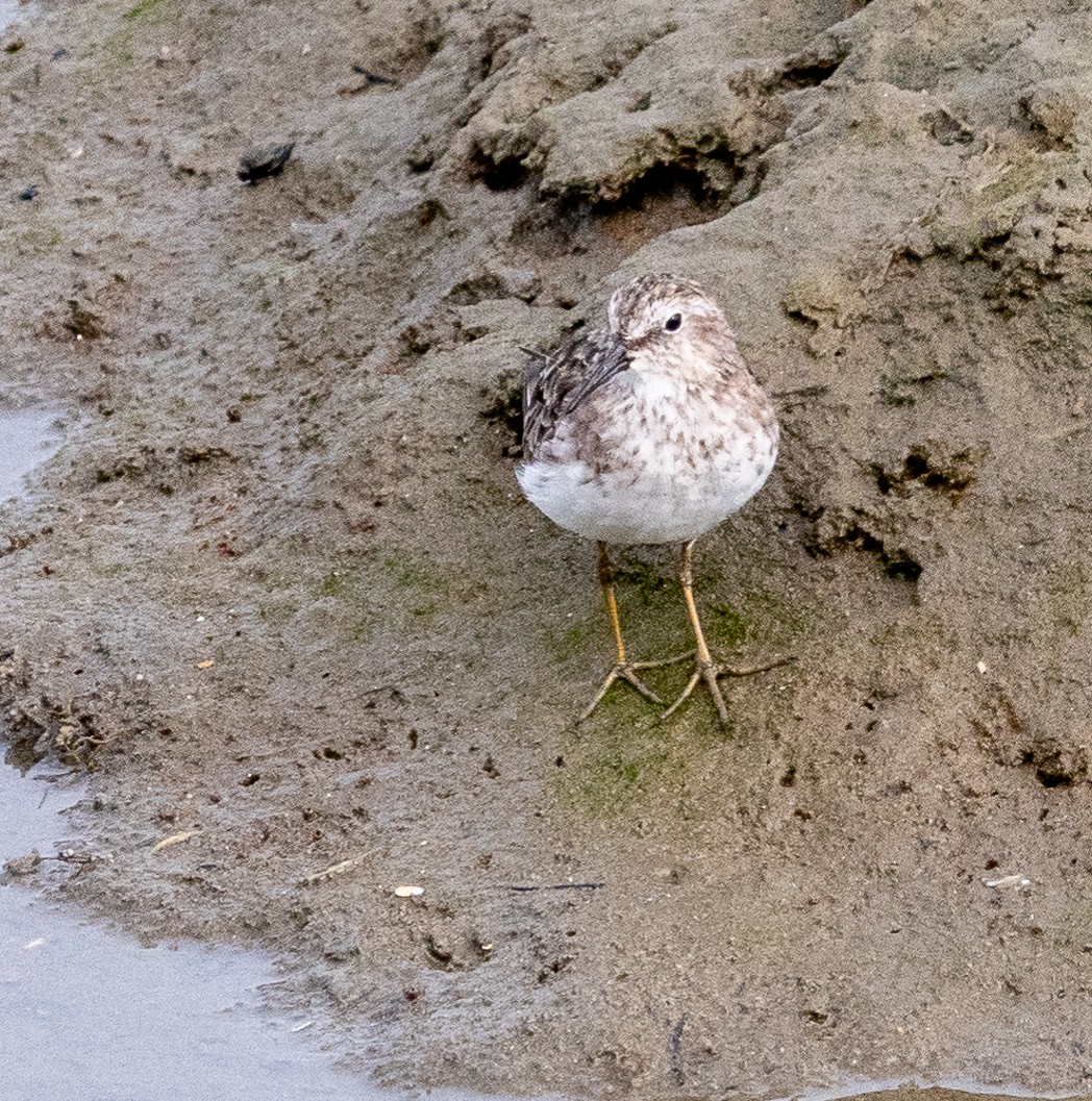 Least Sandpiper - ML622077937