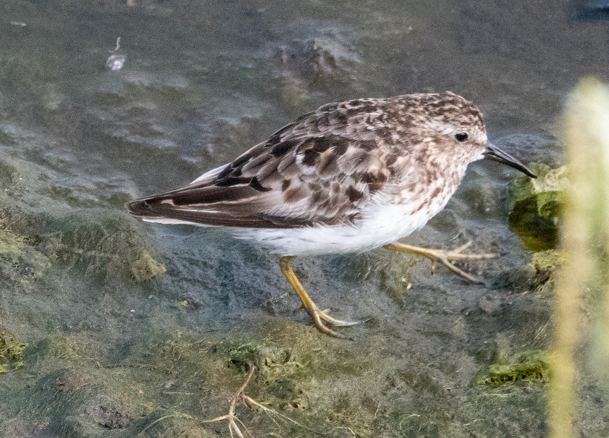 Least Sandpiper - ML622077938