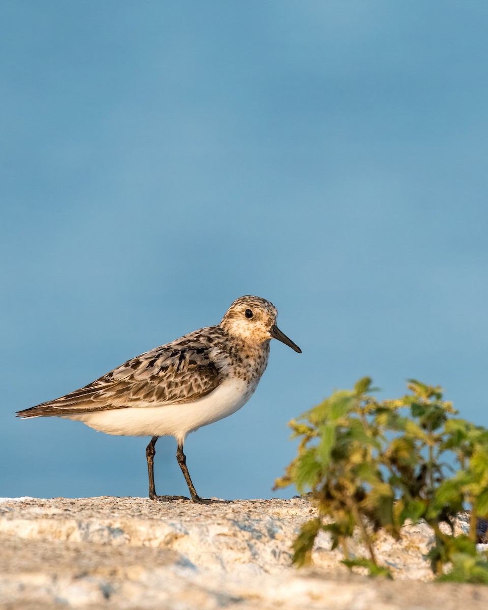 Sanderling - Sam Garofolo