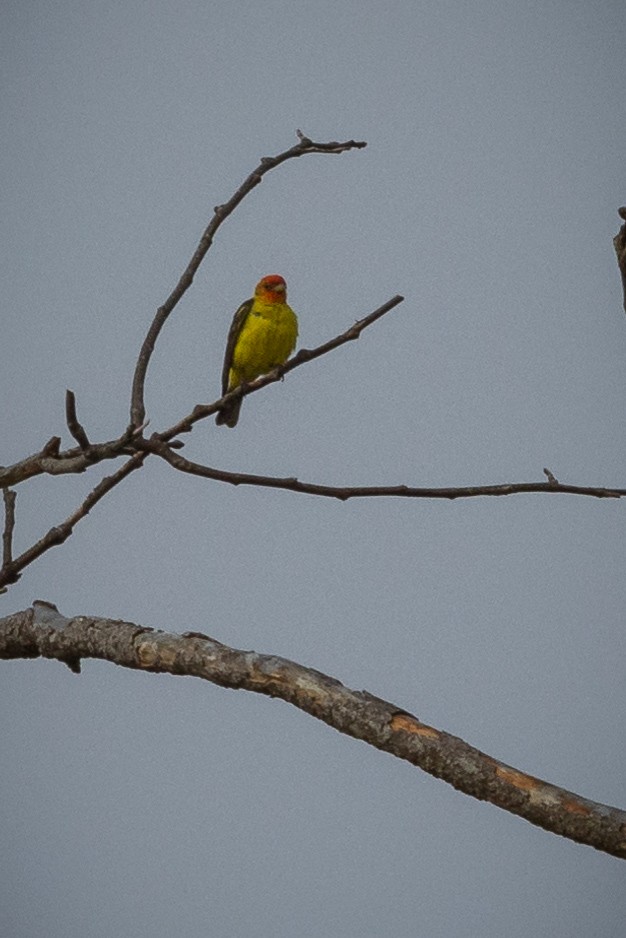 Western Tanager - ML622077955
