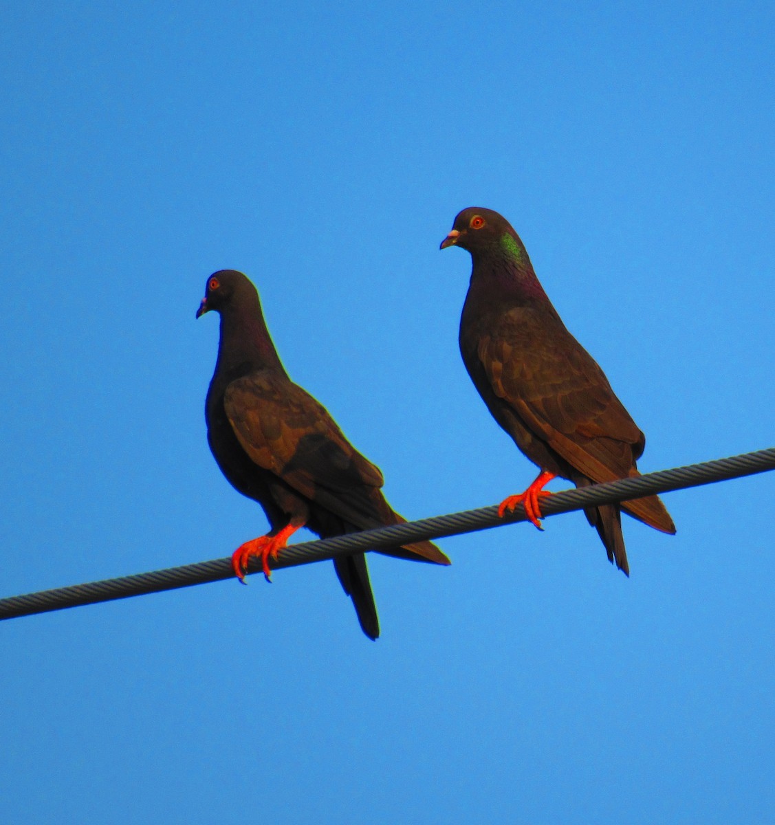 Rock Pigeon (Feral Pigeon) - ML622077956