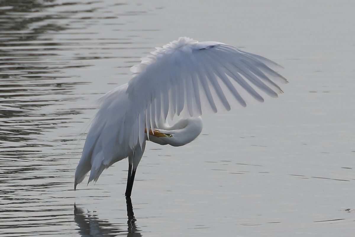 Great Egret - ML622077958