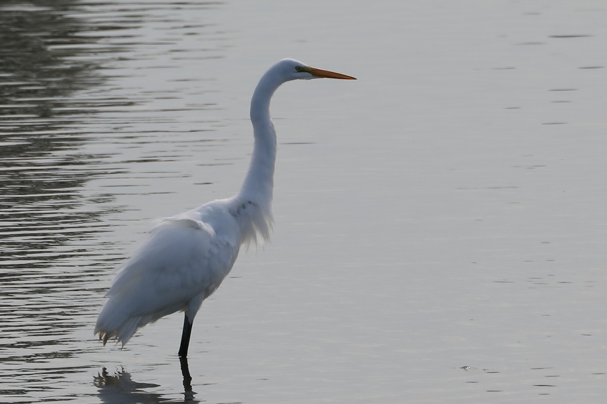 Great Egret - ML622077959