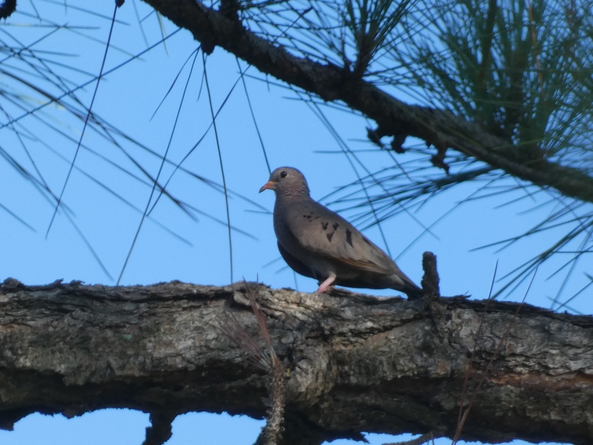 Common Ground Dove - ML622077961