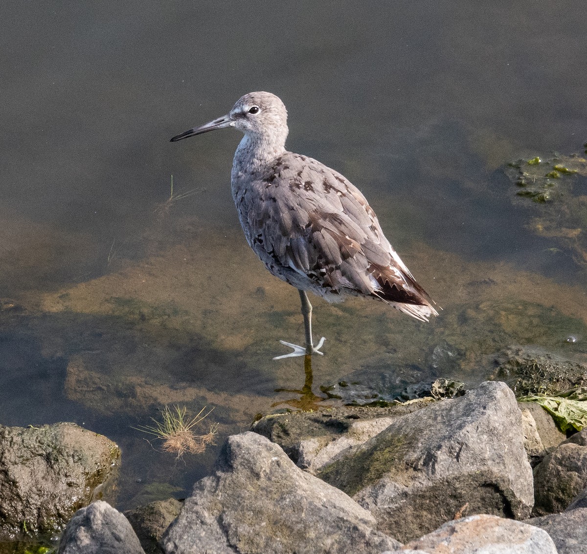 Willet - ML622077964