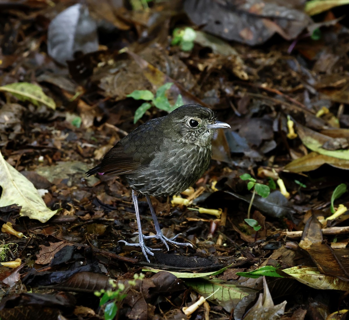 Cundinamarca Antpitta - ML622077970