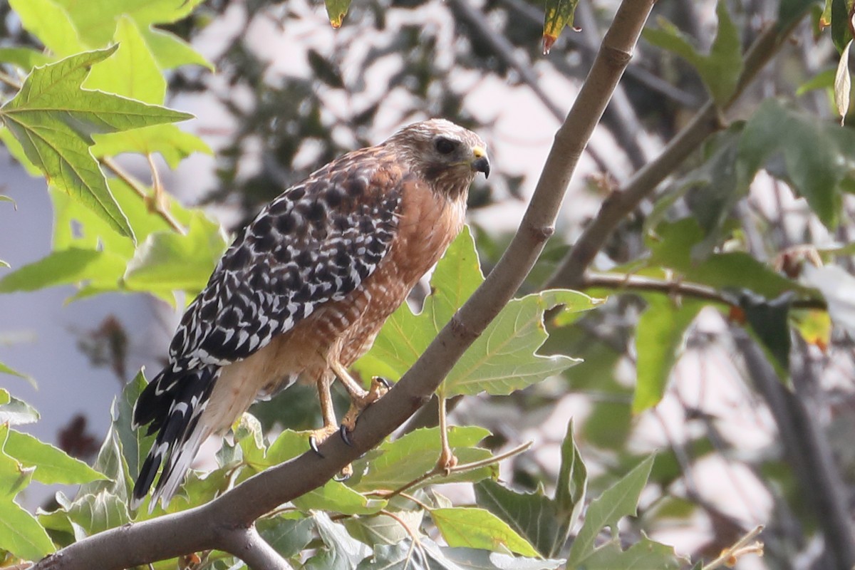 Cooper's Hawk - ML622077971