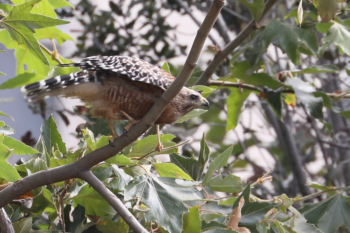 Cooper's Hawk - ML622077972