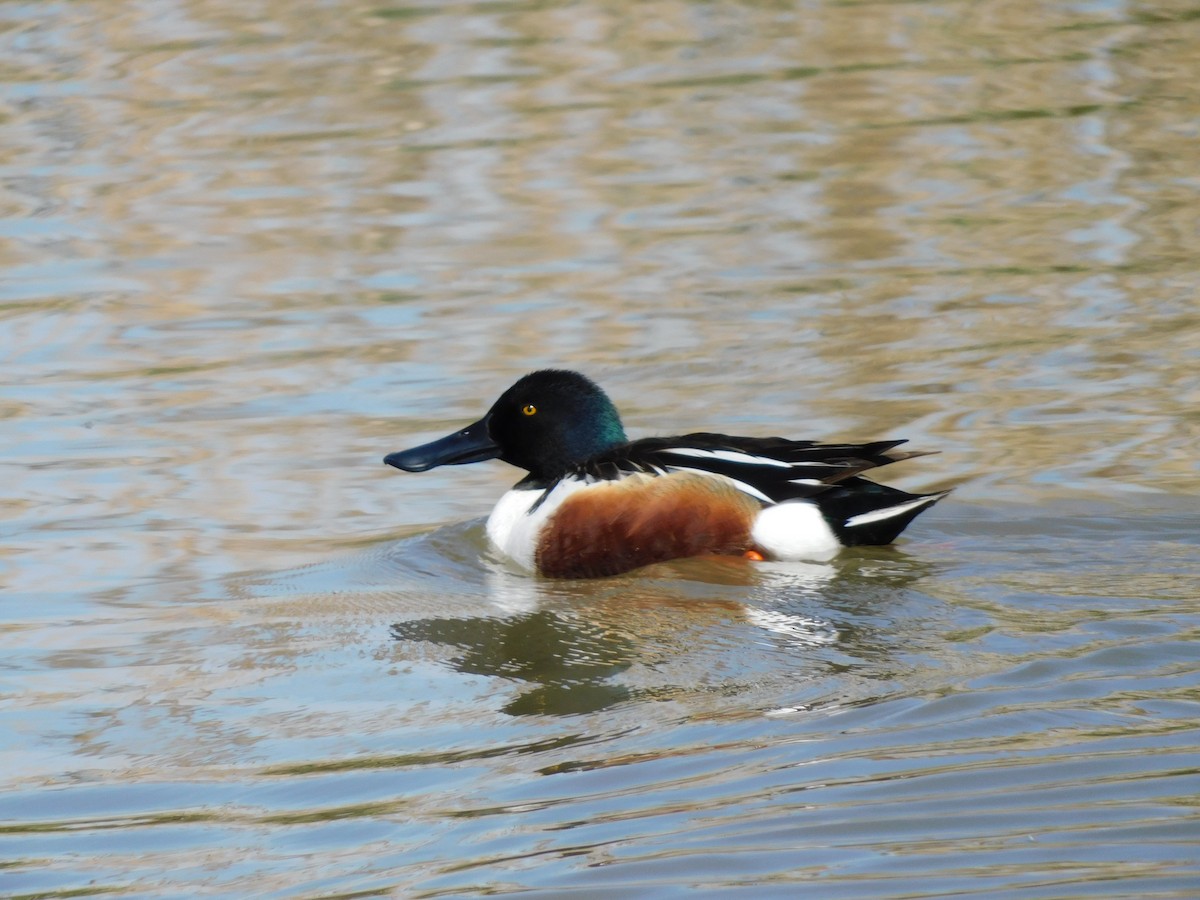 Northern Shoveler - ML622077978