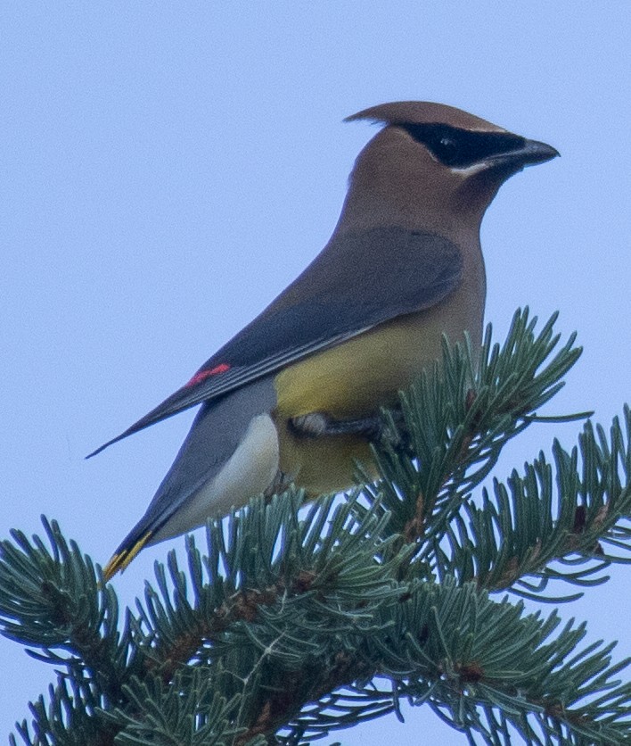 Cedar Waxwing - ML622077983