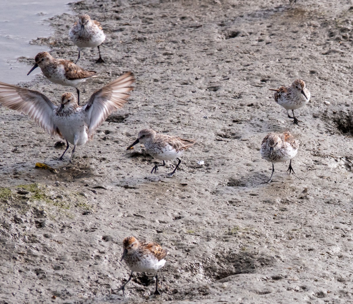 Western Sandpiper - ML622077985