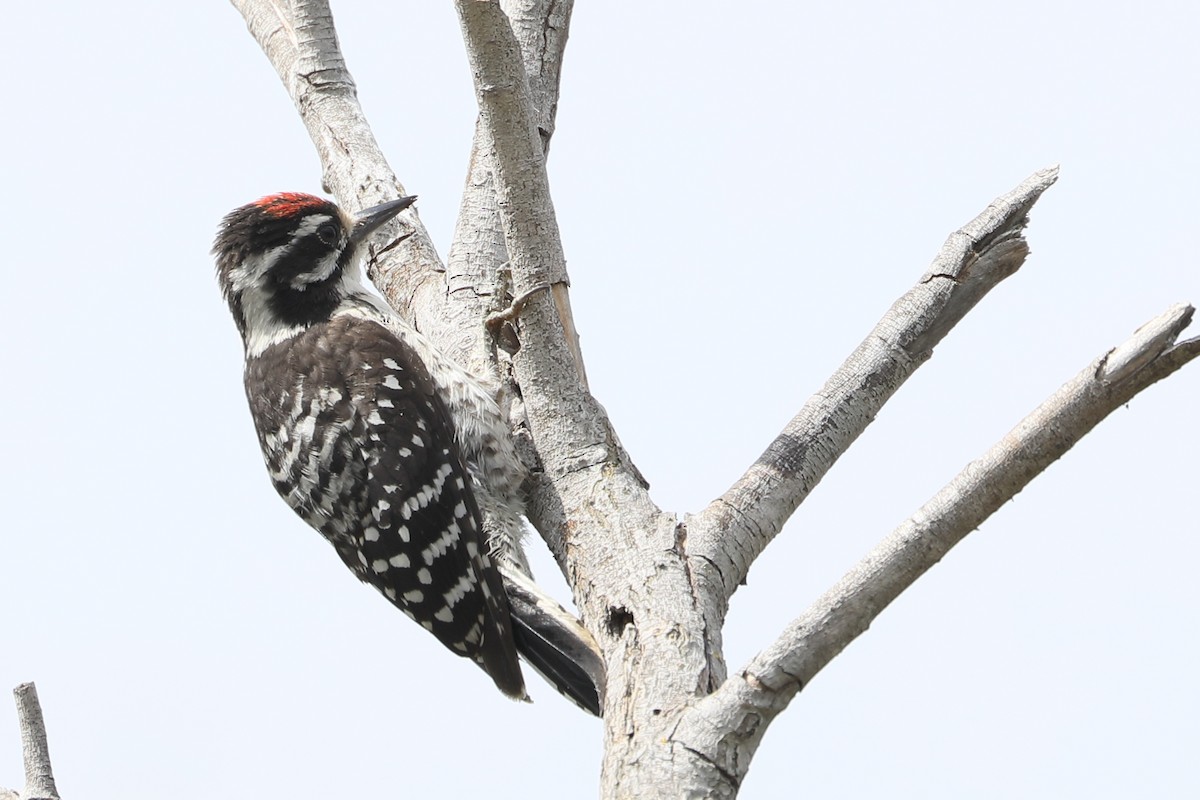 Nuttall's Woodpecker - ML622077992