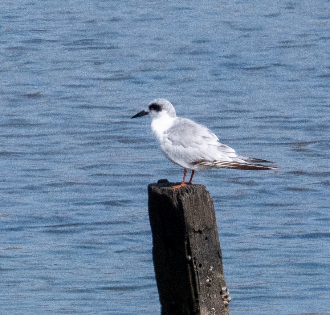 Forster's Tern - ML622077995