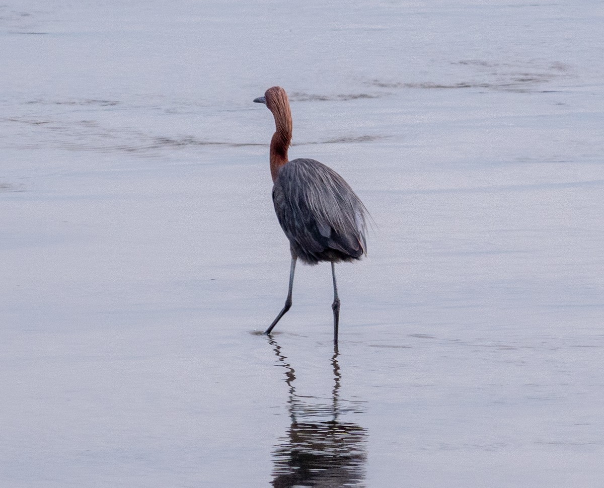 Reddish Egret - ML622078004