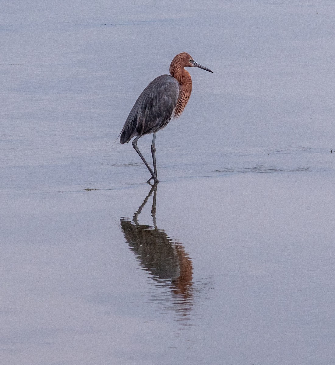 Reddish Egret - ML622078005