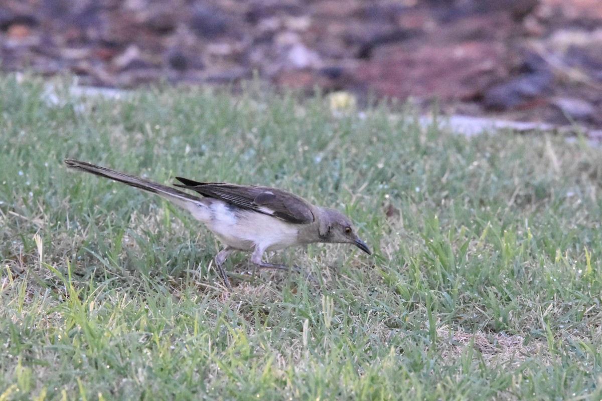 Northern Mockingbird - ML622078006