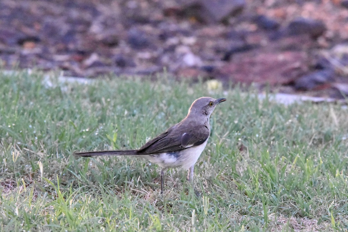 Northern Mockingbird - Katy Banning