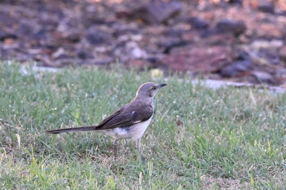 Northern Mockingbird - ML622078008