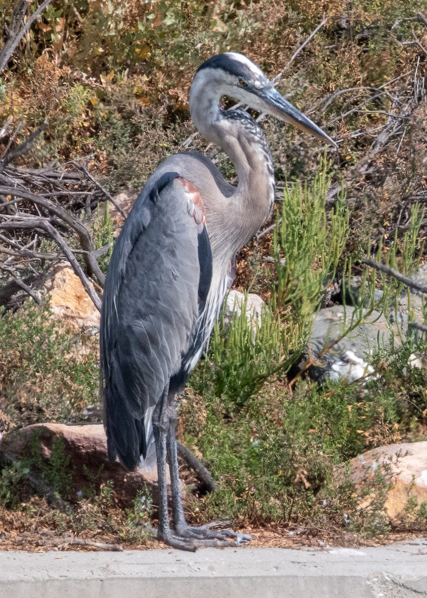 Great Blue Heron - ML622078010