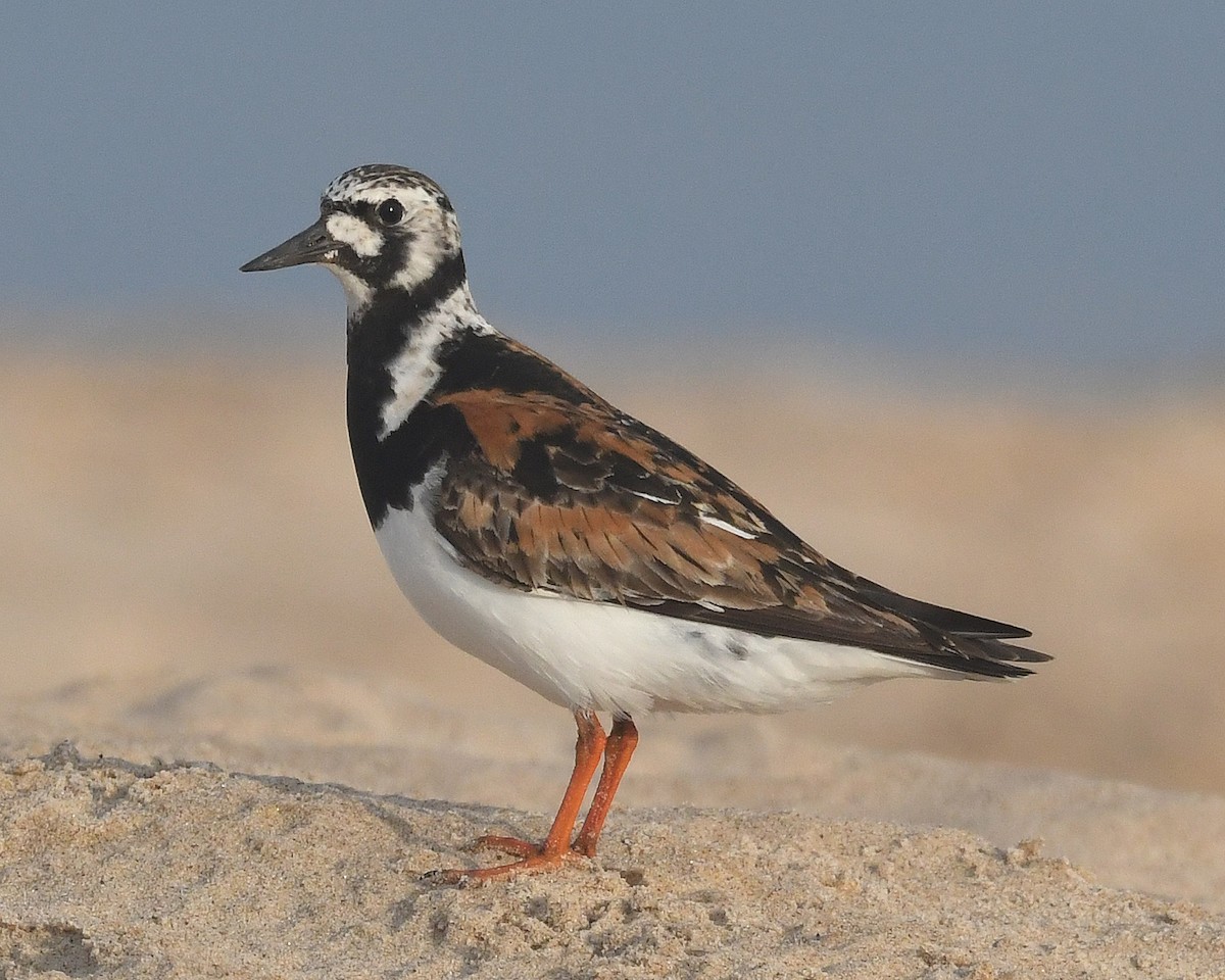 Ruddy Turnstone - ML622078014