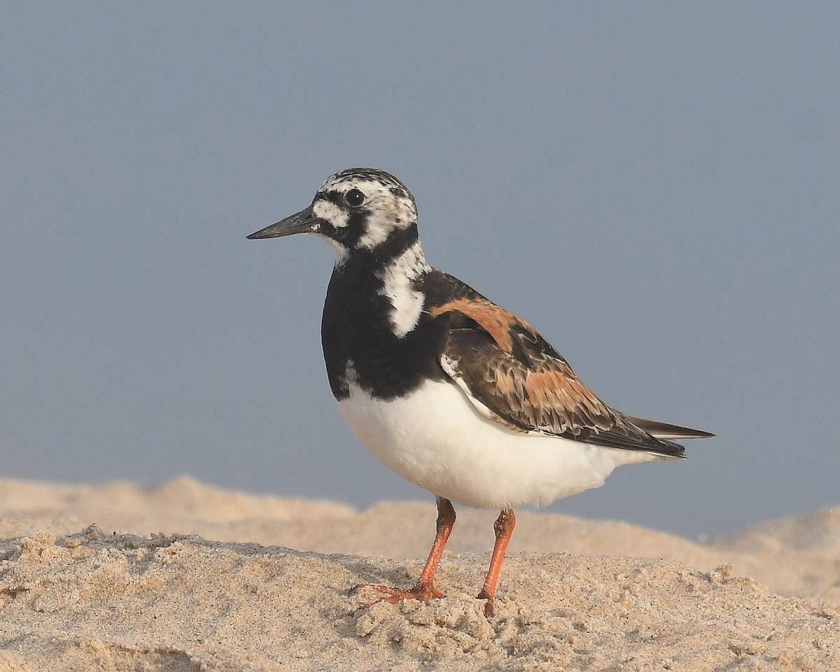 Ruddy Turnstone - ML622078017