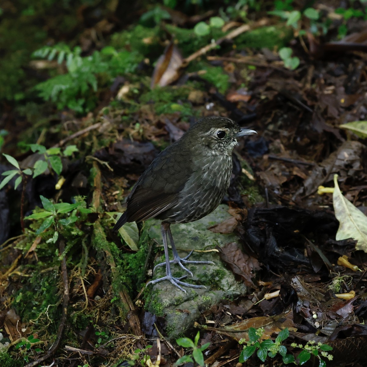 Cundinamarca Antpitta - ML622078028