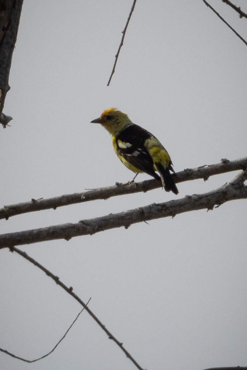 Western Tanager - ML622078033