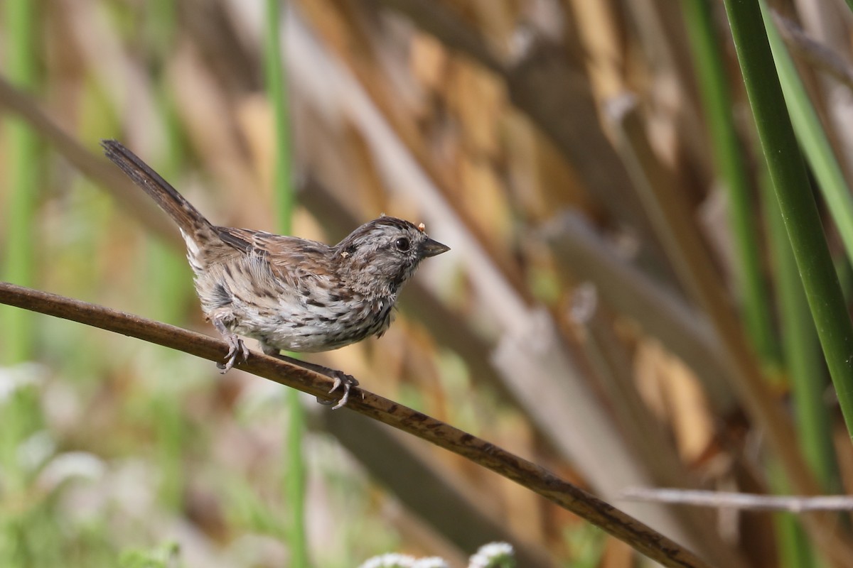 Song Sparrow - ML622078035