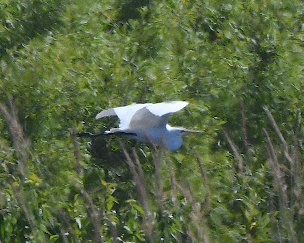 Great Egret - ML622078049