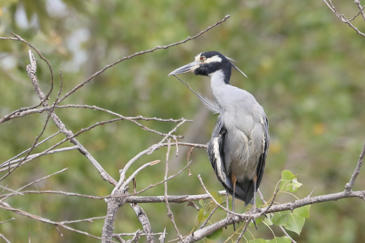 Yellow-crowned Night Heron - ML622078072