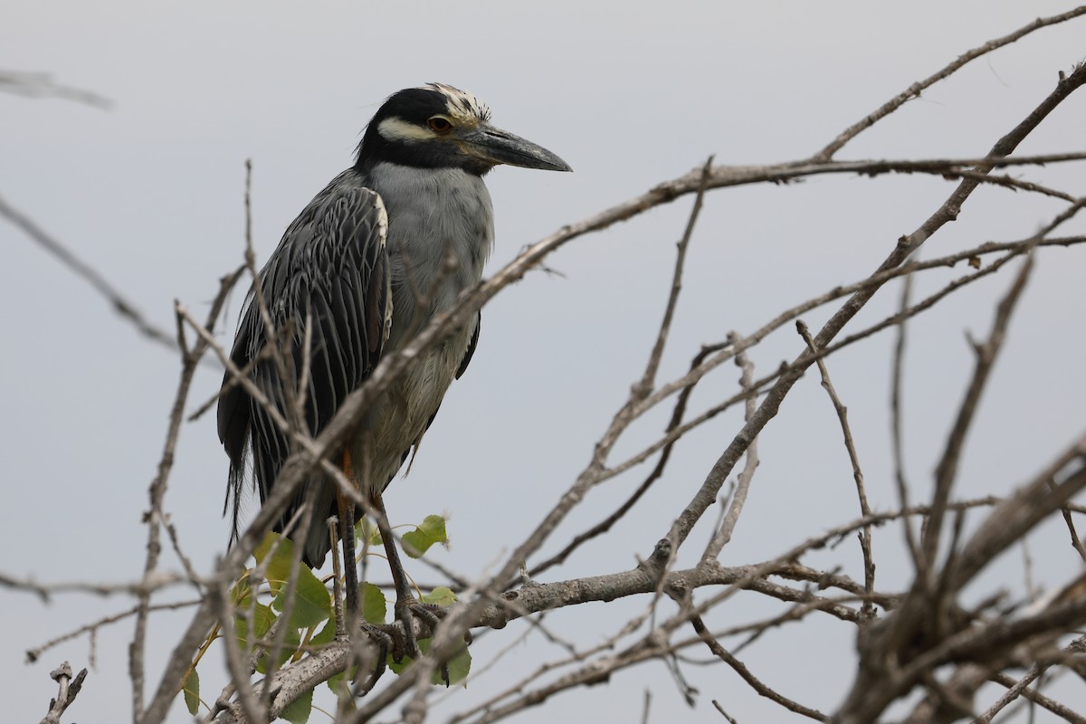 Yellow-crowned Night Heron - ML622078074