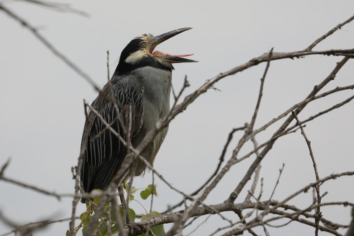 Yellow-crowned Night Heron - ML622078075