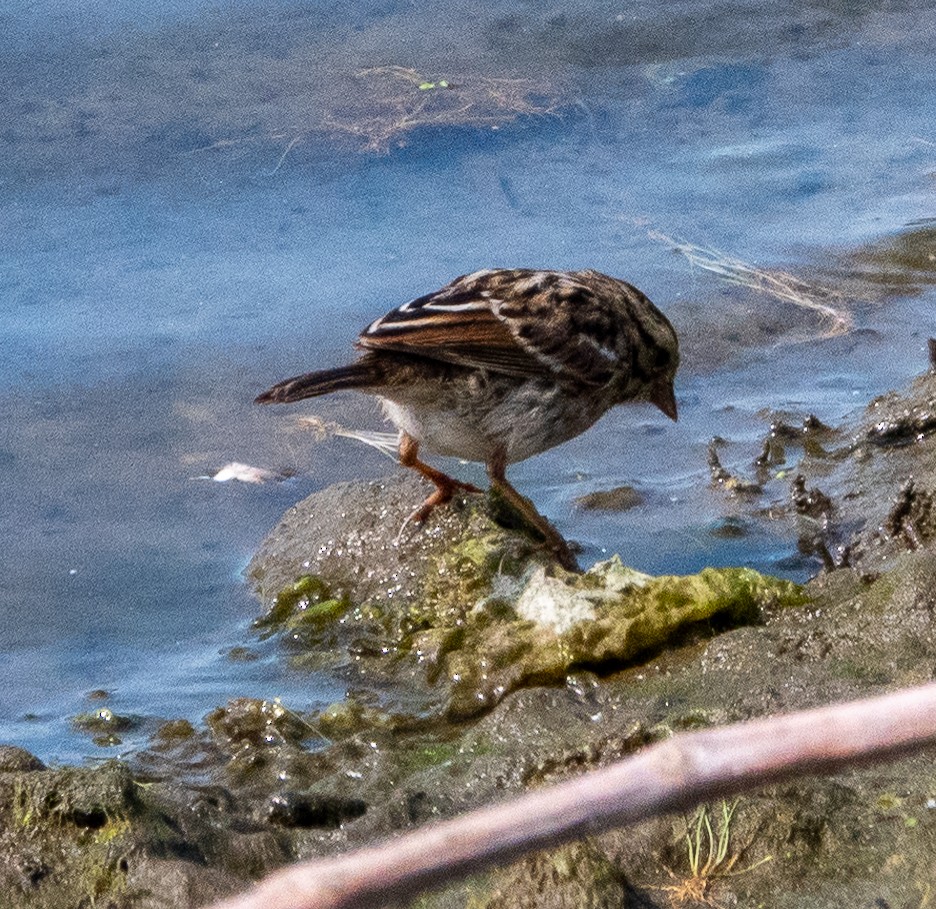 Savannah Sparrow - ML622078086