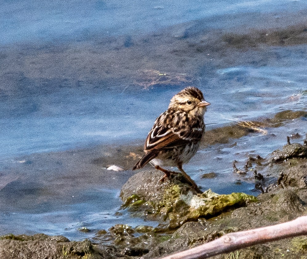 Savannah Sparrow - ML622078087