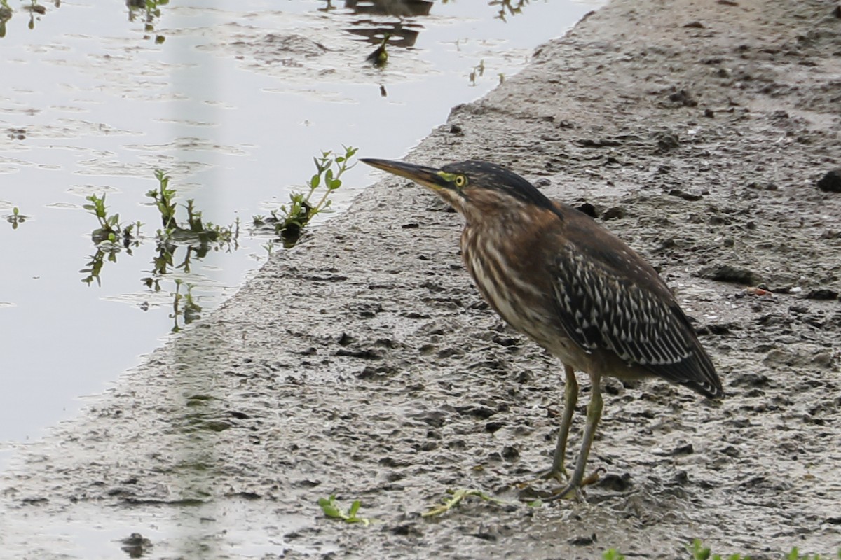 Black-crowned Night Heron - ML622078098