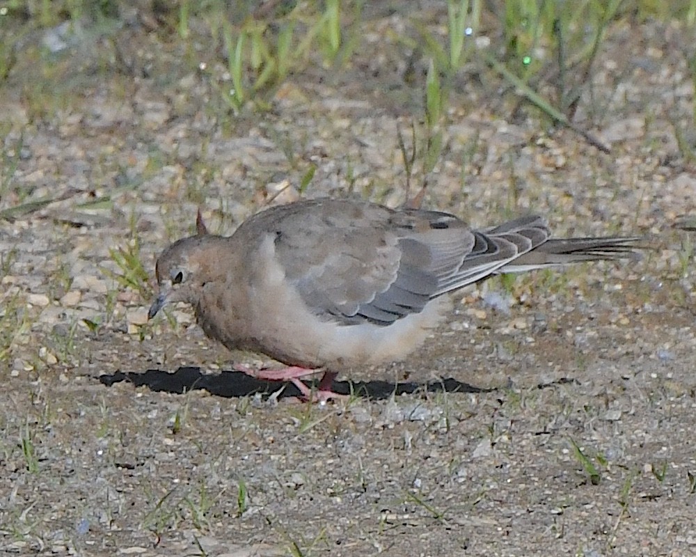 Mourning Dove - ML622078151