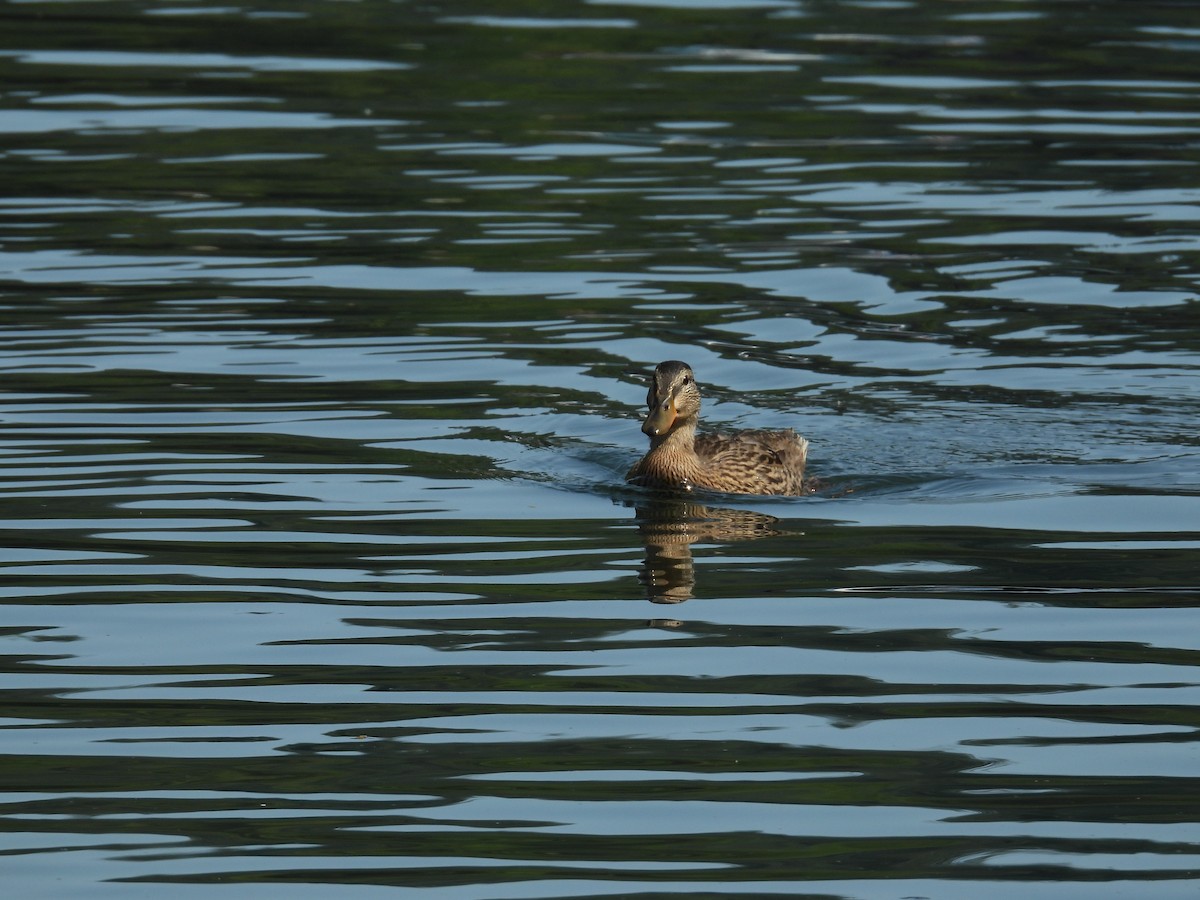 Mallard - ML622078152