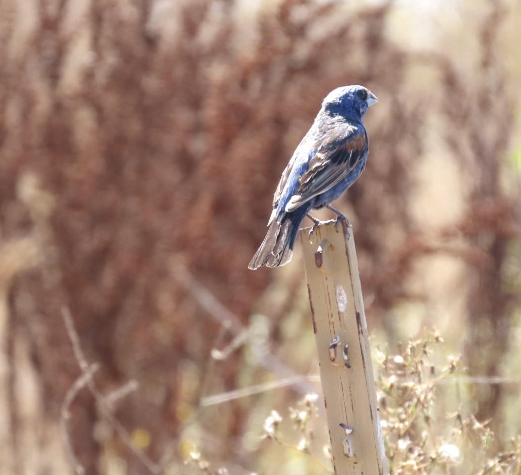 Blue Grosbeak - ML622078165