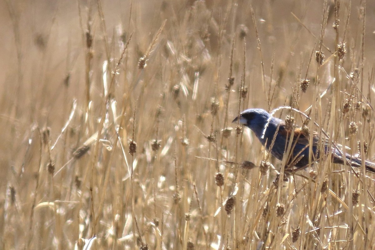 Blue Grosbeak - ML622078166